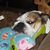 Victoria Lynn Ashley's profile image