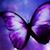 Diane Noren's profile image