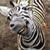 Lori Kibler's profile image