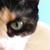 Risa Bogner's profile image