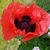 Annette Klusty Browning's profile image