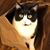 Pat Lebus's profile image