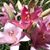 Beverly Brewer Shealy's profile image