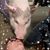 Angie Burns Gross's profile image