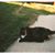 Cheryl-Emily A. Wozniak Phr's profile image
