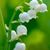 Joane Kerkow's profile image