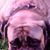 Debra Bachelor Wirey Hodgens's profile image