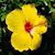 Linda Grimmer's profile image
