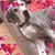 Isabella Thornton's profile image