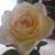 Pamela Kensrue Perry's profile image