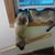 Leticia Batres's profile image