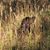 Dawn Soave Burgess's profile image