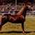 Richard Dixon's profile image