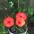 Abena Tirado's profile image