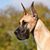 Dusti M Booth's profile image