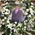 Magdy Yacoub's profile image