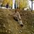Javid Khan's profile image