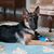 Pat Marsalese's profile image