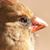 Keith Brown's profile image