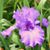 Eleanor Lamb Cook's profile image