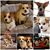Tiffany Tom-Laughlin's profile image