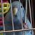 Copi Myler's profile image