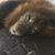 Lou Dizzo's profile image