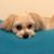 Antoinette Silvestro's profile image
