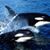 Jorge Xavier Villarreal's profile image