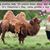 Carol Lytle Sargeant's profile image