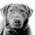 Dave Shivers's profile image