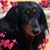 Linda Sasso Whiteman Bussler's profile image