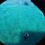 Felipe Carlos's profile image