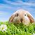 Anna Eastom Chaput's profile image