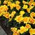Suzanne Nelson Bruton's profile image