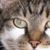 Fred Botsford's profile image