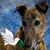 Lisa Schiwall's profile image