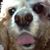 Dennis Coats's profile image