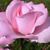 Kathleen Craigie's profile image