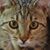 Debbie Brown Cederna's profile image