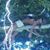 Toni Benuche's profile image