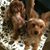 Sharon A Pollok's profile image