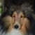 Connie Schnackenberg's profile image