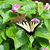 Lisa Phyillaier's profile image