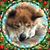 Vickie Neff Ambler's profile image