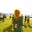 Kristie Sarkar's profile image