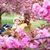 Ngan Pham's profile image