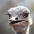 Amalia Stone's profile image