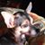 Raine Rush's profile image