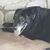 Mare N. Don's profile image